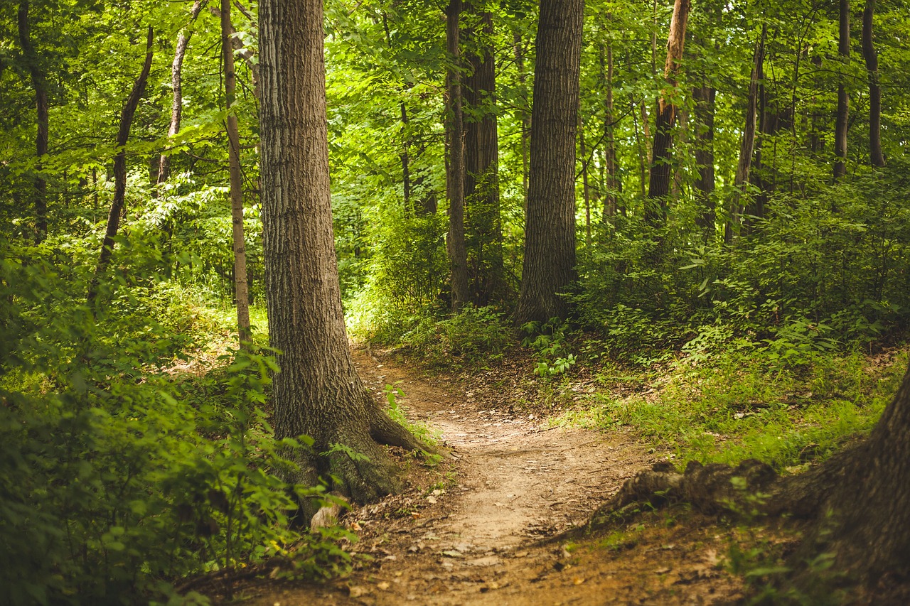 découvrez l'importance des forêts pour notre planète, leur rôle crucial dans la régulation du climat, la biodiversité, et les ressources naturelles. explorez les différentes espèces d'arbres, les écosystèmes uniques qu'elles abritent, et les initiatives de conservation pour préserver ces précieuses ressources pour les générations futures.