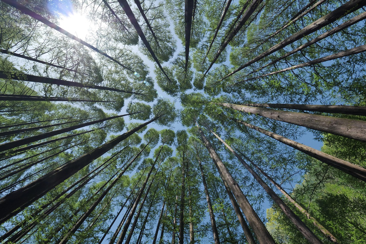 découvrez l'importance des forêts pour notre planète, leur biodiversité exceptionnelle, et les efforts nécessaires pour les préserver. plongez dans l'univers fascinant des écosystèmes forestiers et leur rôle vital dans la lutte contre le changement climatique.