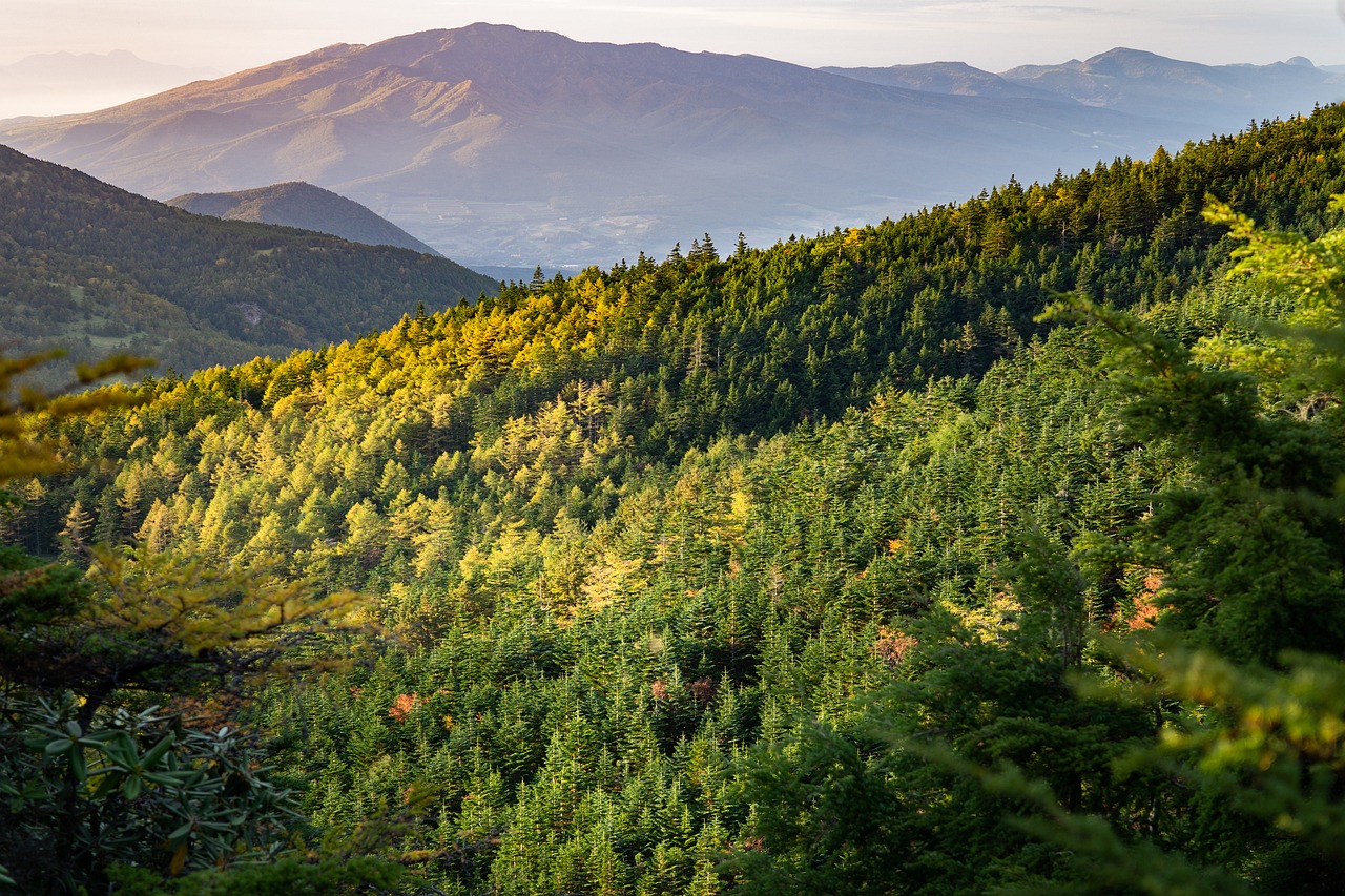 découvrez la beauté et l'importance des forêts à travers le monde. apprenez comment elles soutiennent la biodiversité, régulent le climat et offrent des ressources essentielles pour notre planète.