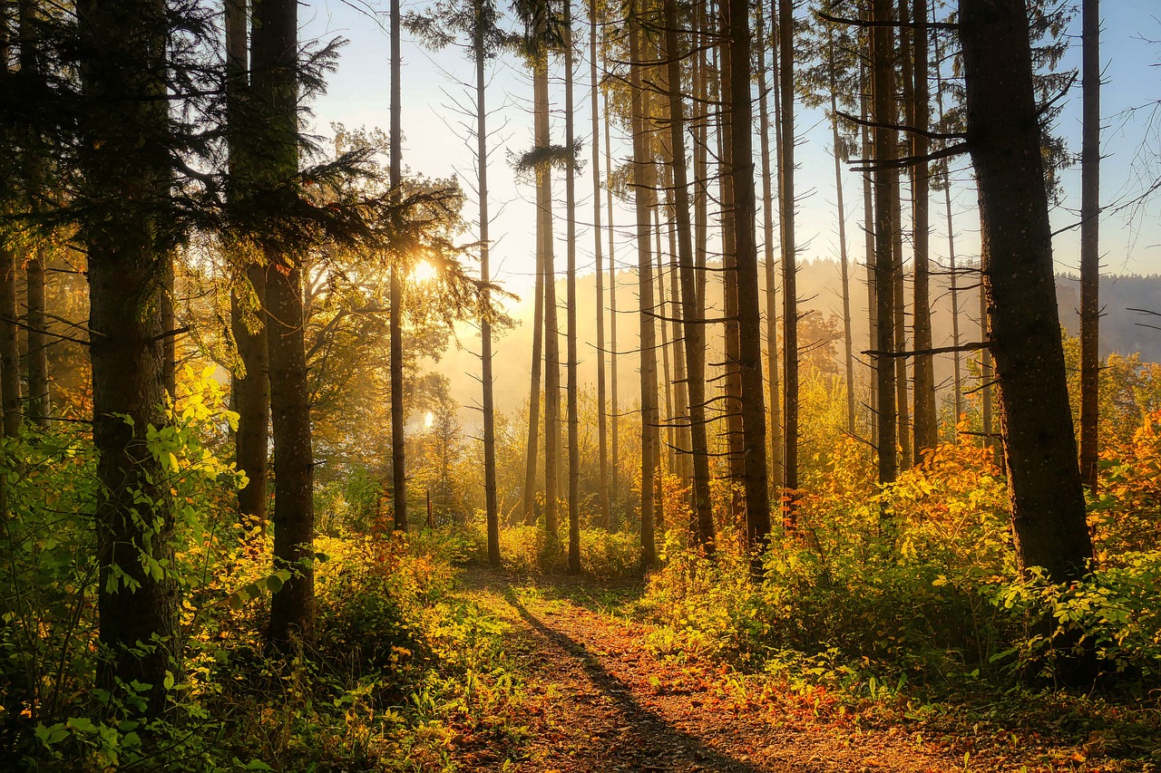 découvrez l'importance des forêts pour notre planète, leur biodiversité exceptionnelle, et les défis qu'elles rencontrent face à la déforestation. apprenez comment préserver ces écosystèmes vitaux et leur rôle essentiel dans la lutte contre le changement climatique.