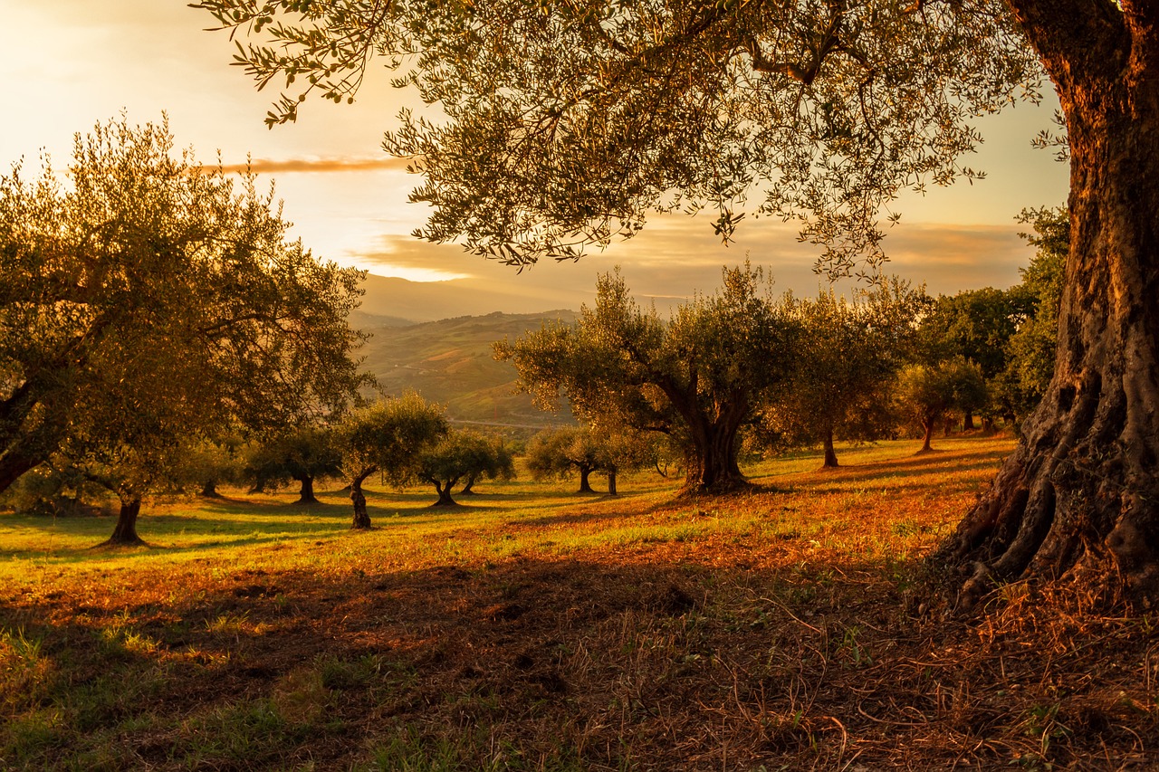 découvrez la beauté et l'importance des forêts, ces écosystèmes riches en biodiversité qui jouent un rôle essentiel dans la régulation du climat et le soutien de la vie terrestre. explorez leur richesse naturelle, leur rôle dans notre avenir et les actions à entreprendre pour les préserver.