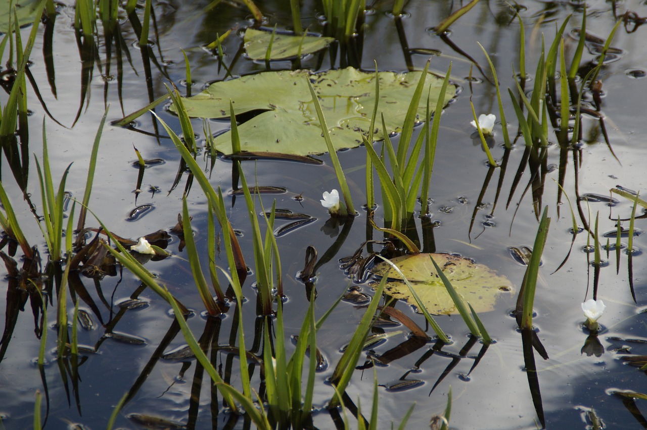 découvrez comment préserver les habitats naturels pour protéger la biodiversité et garantir un équilibre écologique durable. apprenez des méthodes efficaces pour contribuer à la conservation des écosystèmes, tout en soutenant des initiatives locales et mondiales.