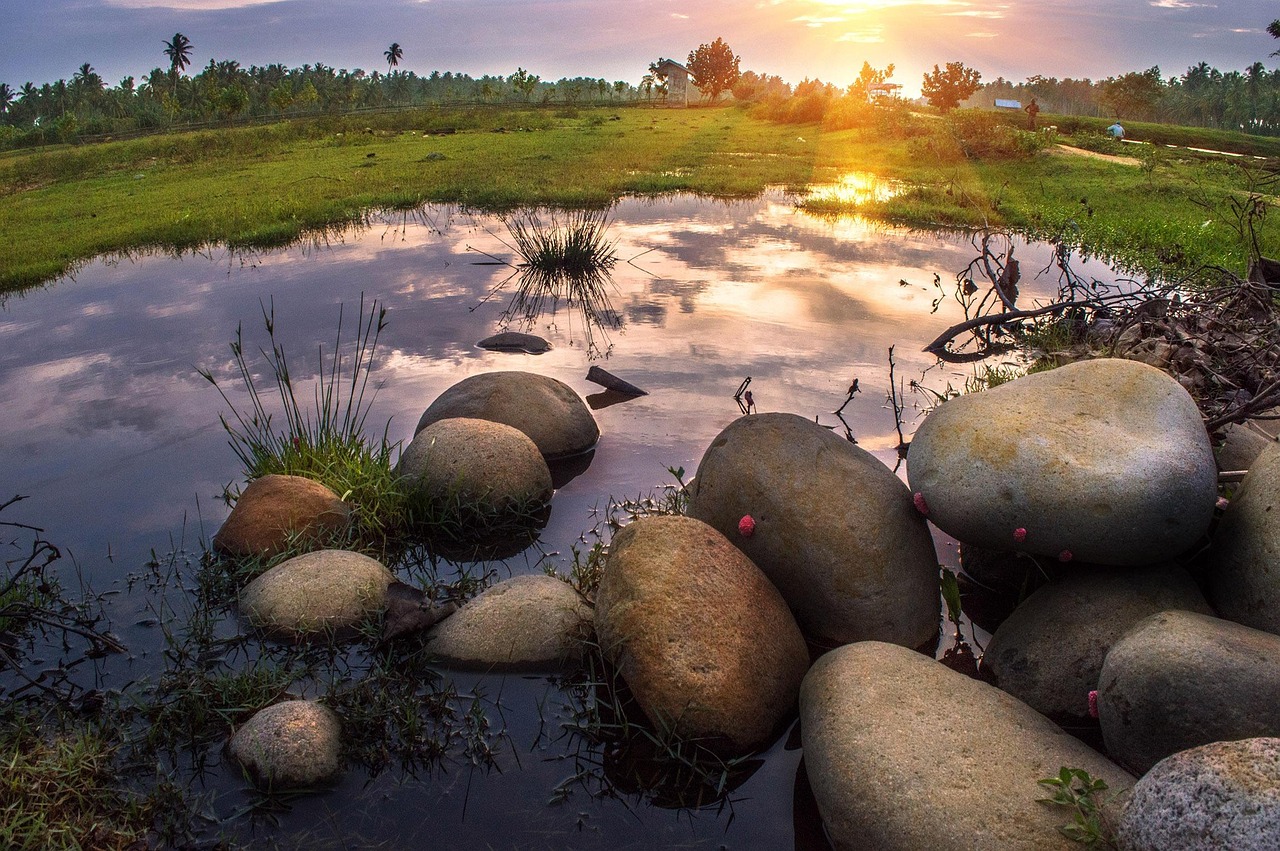 découvrez comment préserver les habitats naturels et protéger la biodiversité. explorez des stratégies efficaces et engagez-vous pour un avenir durable.