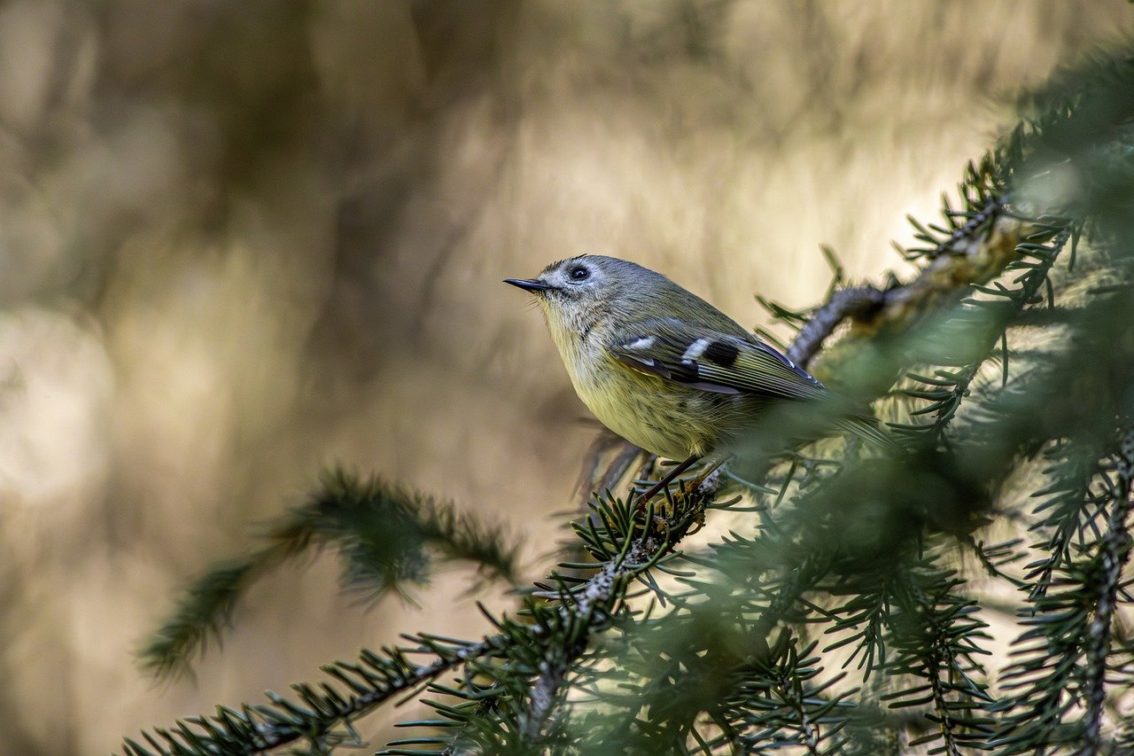 découvrez l'importance de la préservation des habitats pour la biodiversité et l'environnement. apprenez les méthodes et initiatives clés pour protéger les écosystèmes naturels et garantir un avenir durable.