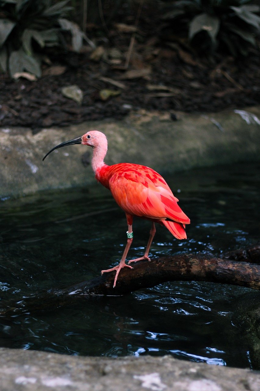 découvrez la beauté et la diversité de la nature, un monde fascinant rempli de paysages magnifiques, de faune sauvage, et de paysages verdoyants qui éveillent nos sens. plongez dans l'exploration de l'environnement naturel et apprenez à apprécier les merveilles de notre planète.