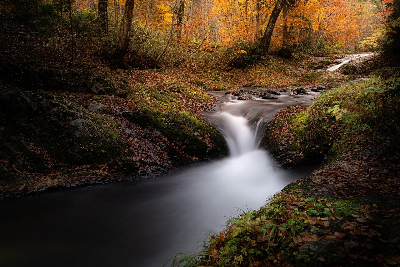 découvrez la beauté et la richesse de la nature à travers des paysages époustouflants, une biodiversité fascinante et des expériences enrichissantes en plein air. explorez nos articles sur les écosystèmes, la faune, la flore et les conseils pour préserver notre environnement.