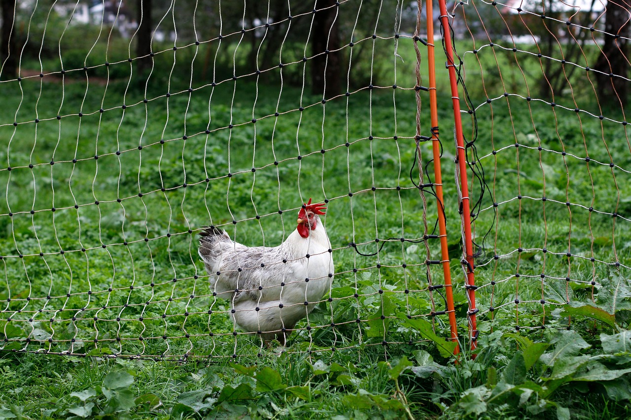 découvrez les principes de la permaculture, une méthode de jardinage durable qui favorise la biodiversité et l'harmonie avec la nature. apprenez à cultiver vos plantes tout en préservant l'environnement et en créant un écosystème équilibré.