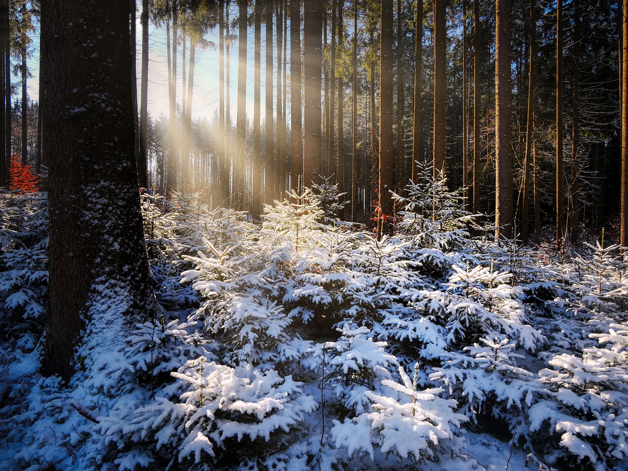 découvrez l'importance de la reforestation pour la planète : un processus vital qui contribue à la lutte contre le changement climatique, préserve la biodiversité et favorise des écosystèmes sains. engagez-vous pour un avenir durable et un environnement enrichi.