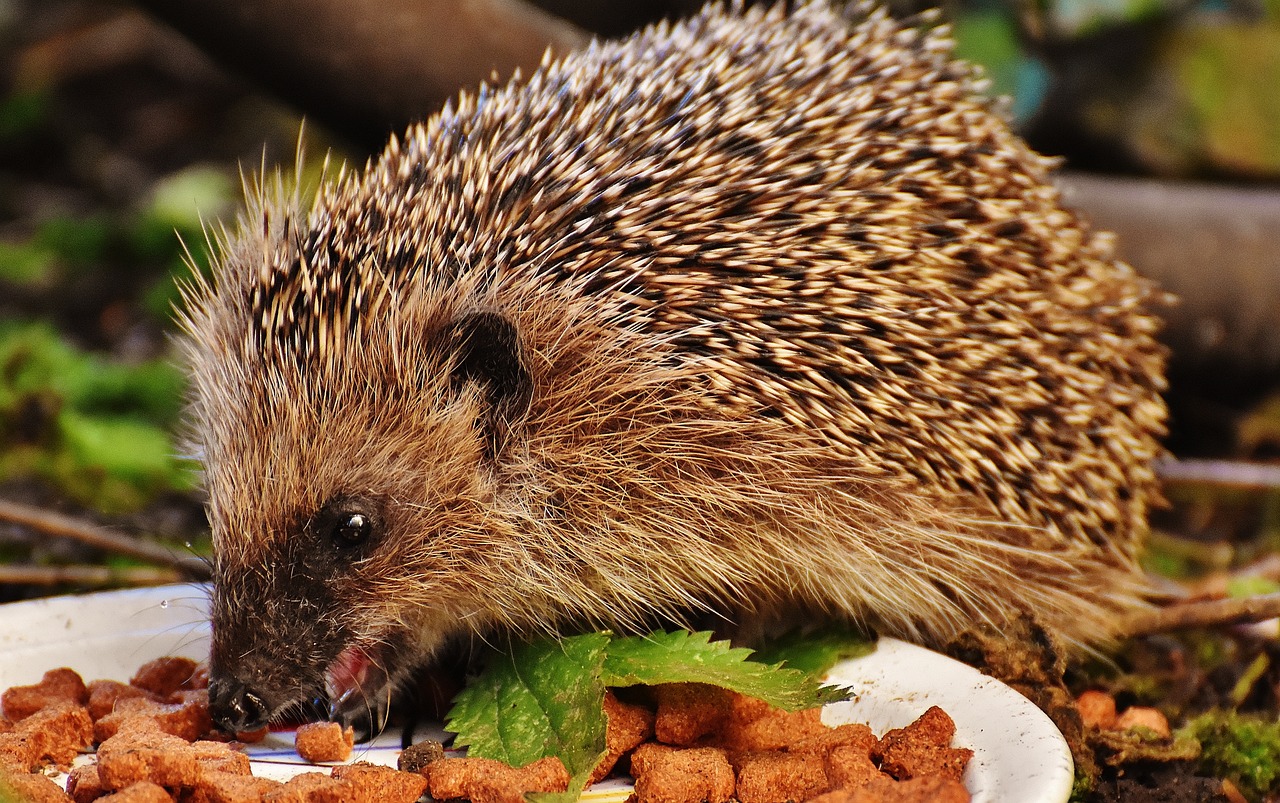 découvrez l'art de l'alimentation saisonnière, une approche saine et durable qui met en avant les produits frais et locaux selon les saisons. apprenez à savourer des plats variés tout en respectant le rythme de la nature.