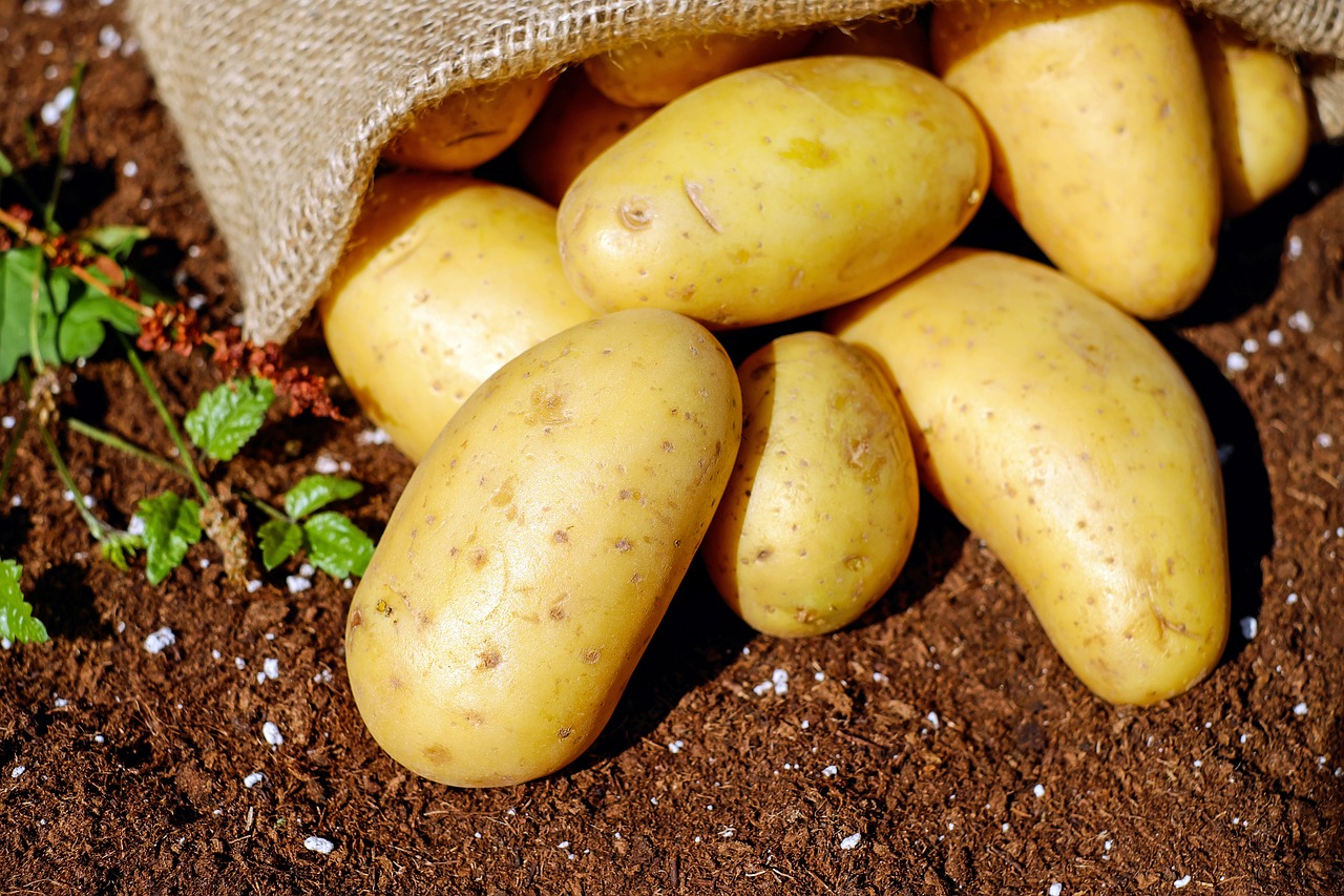 découvrez les produits de saison : des fruits et légumes frais, savoureux et nutritifs, qui enrichissent votre alimentation tout en respectant le cycle naturel de la terre. adoptez une cuisine responsable et gourmande grâce à notre sélection de récoltes saisonnières.