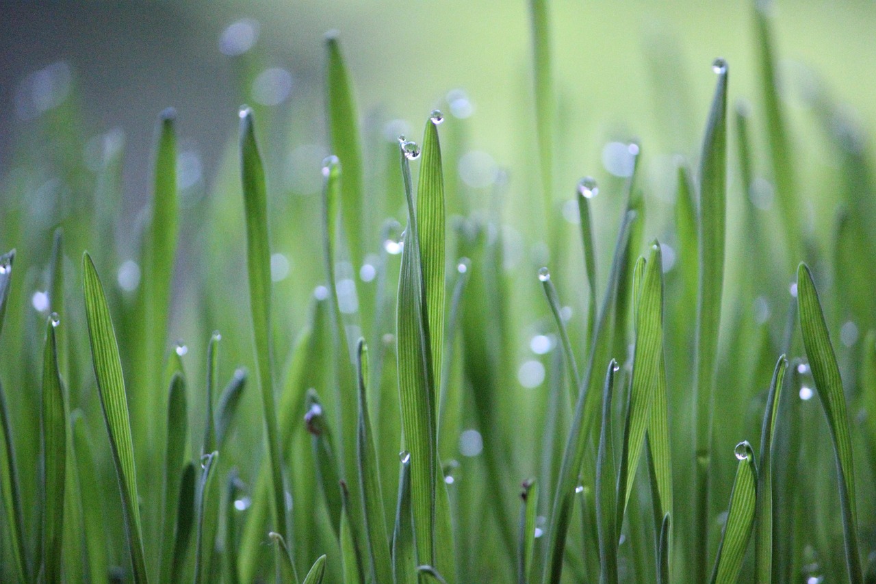 découvrez les pratiques de l'agriculture durable qui préservent l'environnement tout en garantissant des récoltes de qualité. apprenez comment cette approche innovante favorise la biodiversité et soutient les communautés locales.