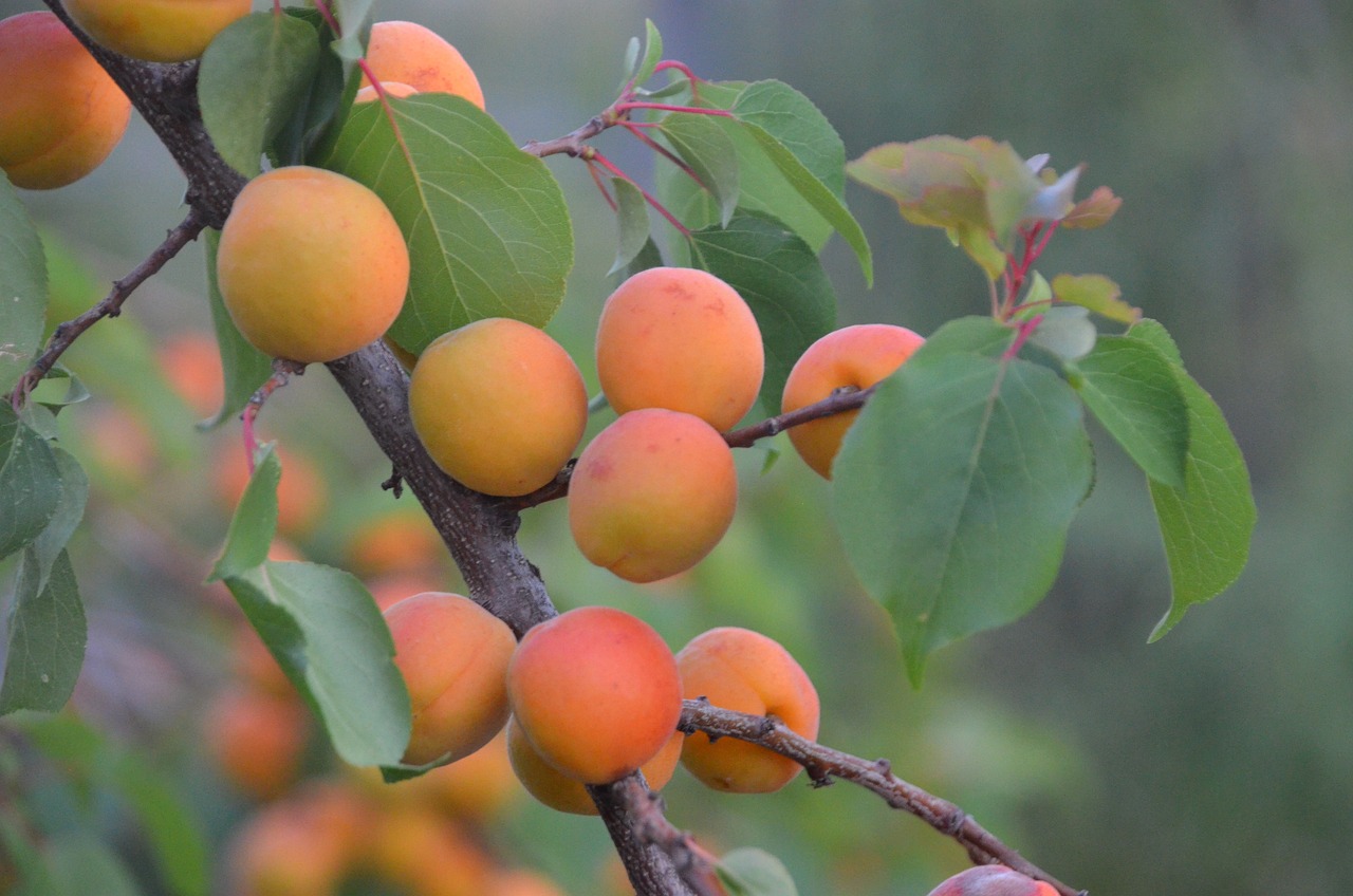 découvrez l'agriculture durable, une méthode innovante qui respecte l'environnement tout en produisant des aliments de qualité. apprenez comment cette pratique contribue à la préservation des ressources naturelles et à la santé des écosystèmes.