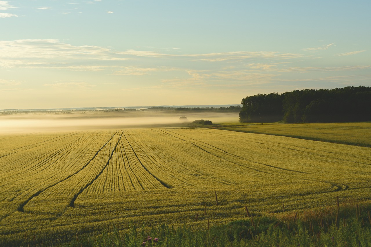 découvrez les implications du changement d'utilisation des terres sur l'environnement, l'économie et la société. analysez les facteurs qui influencent ces transformations et leurs impacts durables sur nos écosystèmes.