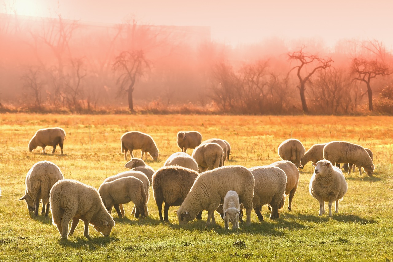 découvrez tout ce qu'il faut savoir sur l'élevage de bétail : conseils pratiques, gestion des animaux, soins, alimentation et meilleures pratiques pour optimiser votre production et garantir le bien-être de votre cheptel.