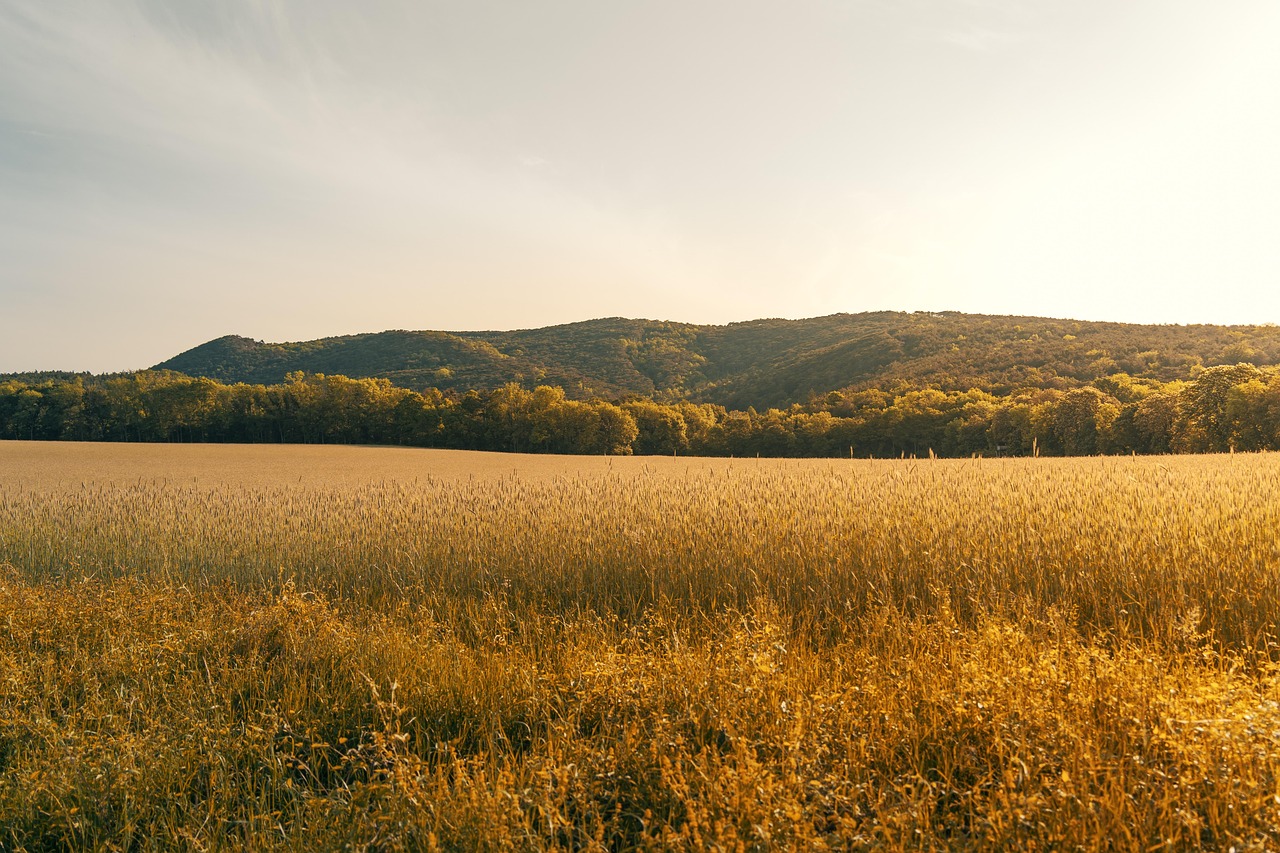 découvrez l'univers des agriculteurs, leur savoir-faire, leurs défis et leurs innovations pour une agriculture durable. plongez dans le quotidien des farmers passionnés et apprenez comment ils contribuent à notre alimentation et à la protection de l'environnement.