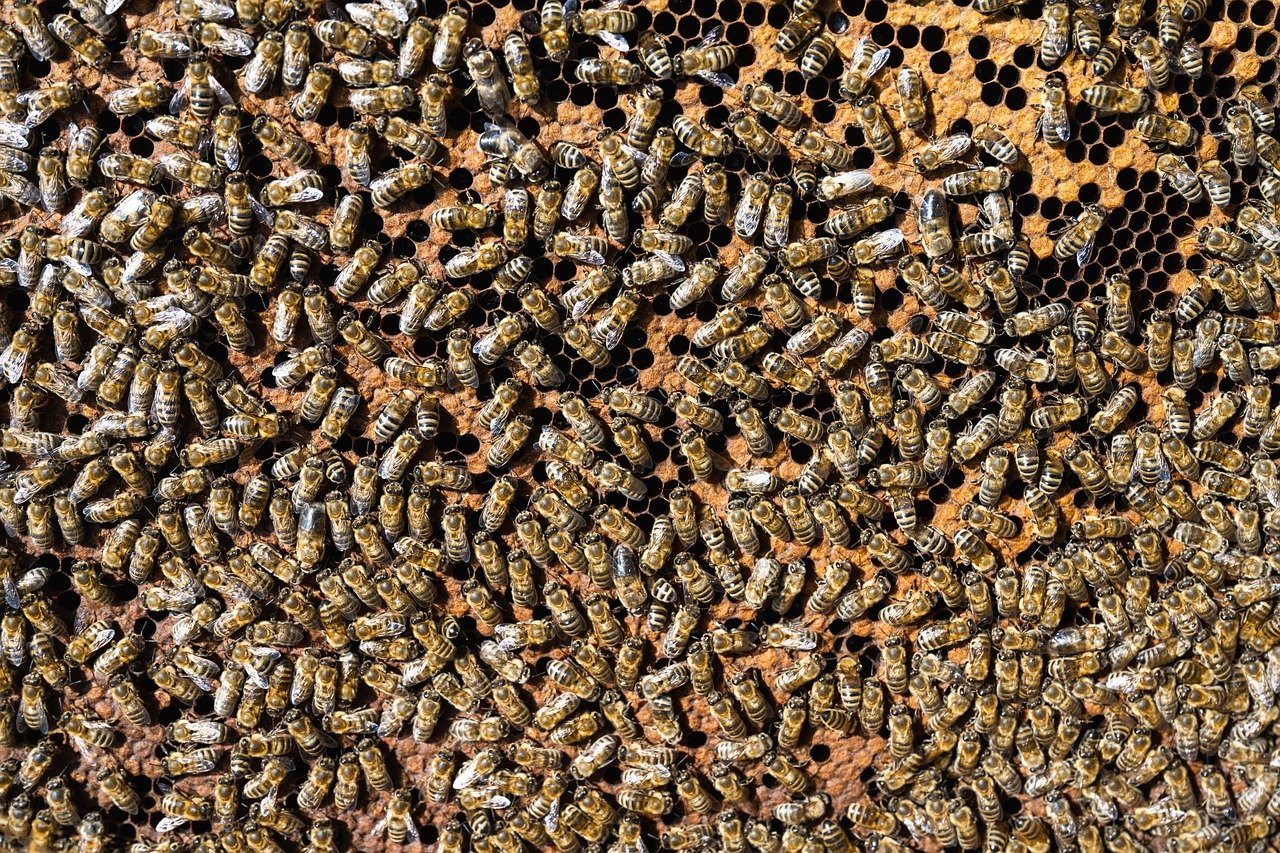 découvrez l'univers fascinant des abeilles, ces pollinisateurs essentiels à notre écosystème. apprenez leurs rôles, leurs comportements et l'importance de leur protection pour l'avenir de la biodiversité.