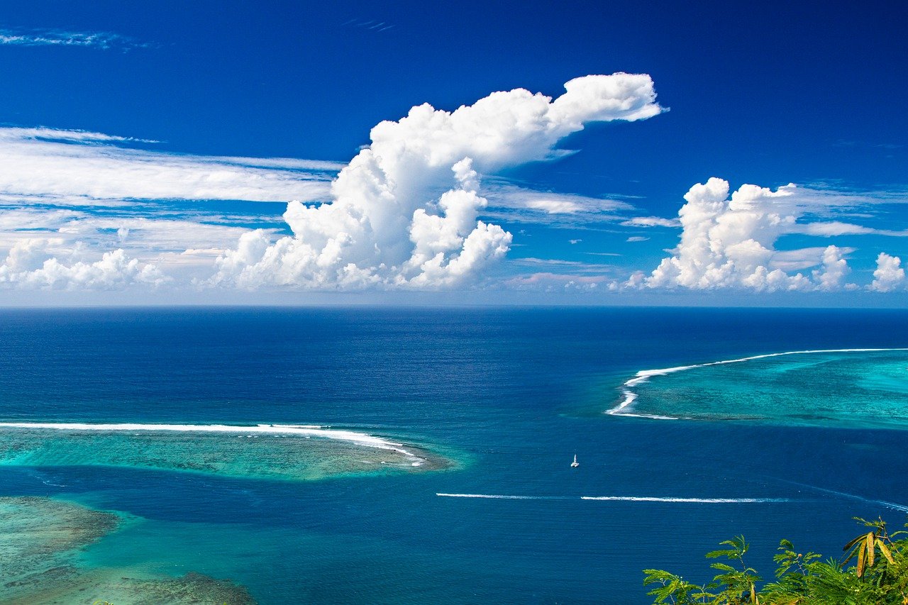 découvrez les merveilles des océans, des profondeurs abyssales aux récifs coralliens colorés. explorez la biodiversité marine, les enjeux de conservation et les fascinantes espèces qui peuplent nos mers.