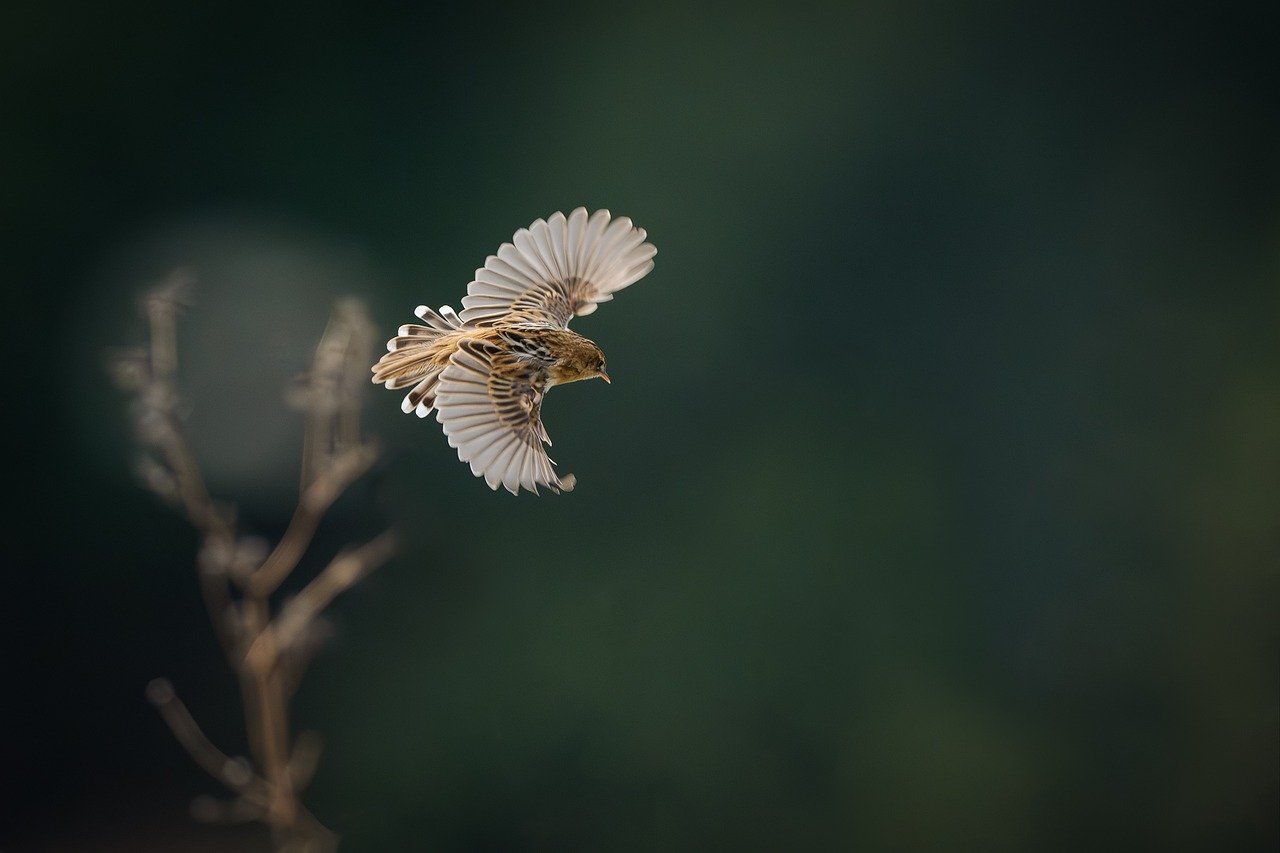 découvrez l'impact dévastateur de l'extinction des espèces sur notre planète. cette crise environnementale menace la biodiversité et l'équilibre des écosystèmes, soulignant l'importance urgente d'agir pour sauvegarder notre héritage naturel. apprenez-en davantage sur les causes et les conséquences de cette problématique mondiale.