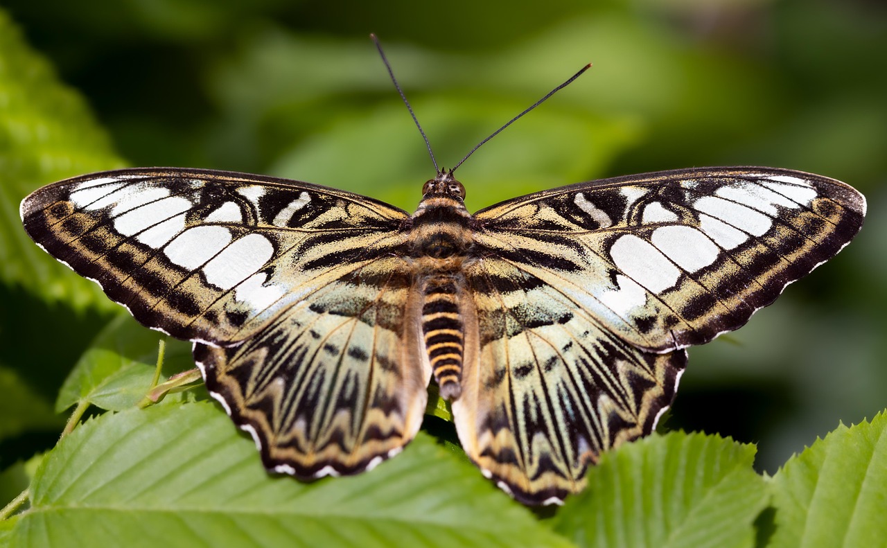 découvrez l'importance des pollinisateurs pour notre écosystème, leur rôle crucial dans la production alimentaire et des solutions pour les protéger. informez-vous sur les différentes espèces et leur impact sur la biodiversité.