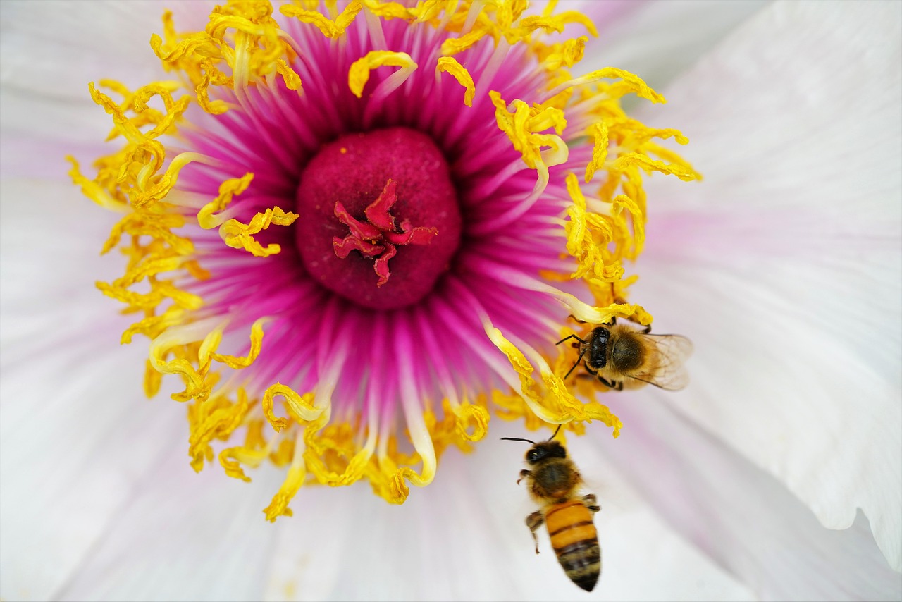 découvrez l'univers fascinant des abeilles, ces pollinisateurs essentiels à notre écosystème. apprenez leur rôle crucial dans la production alimentaire, les différentes espèces d'abeilles et les défis auxquels elles font face aujourd'hui. informez-vous sur l'apiculture et les gestes à adopter pour protéger ces insectes précieux.