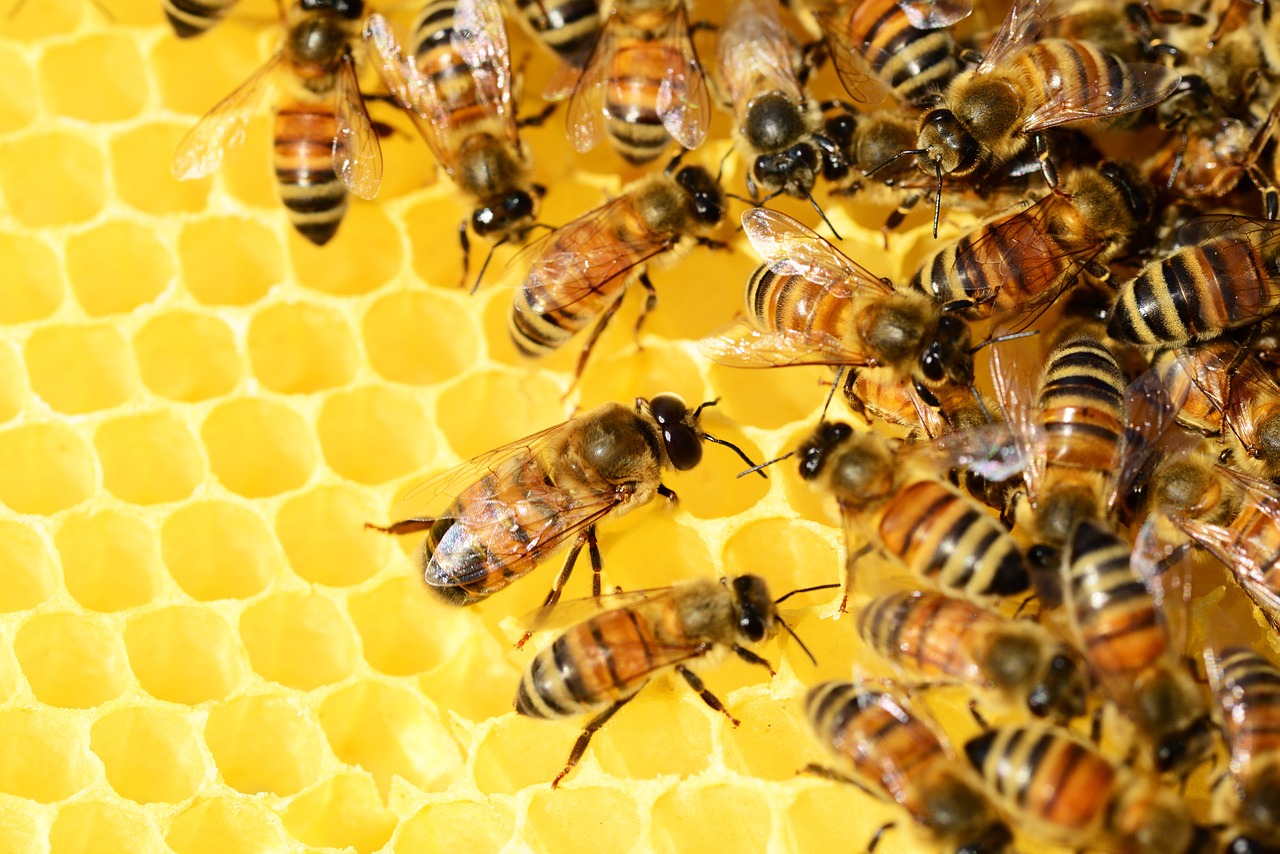 découvrez l'univers fascinant des abeilles, essentielles à la pollinisation et à la biodiversité. apprenez comment ces insectes travailleurs contribuent à notre écosystème et à la production alimentaire.