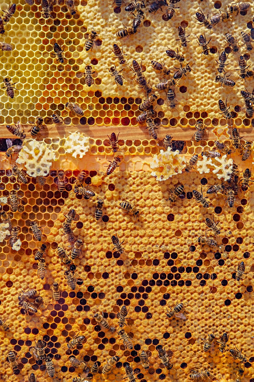 découvrez le monde fascinant des abeilles, ces pollinisateurs essentiels à notre écosystème. apprenez comment elles contribuent à la biodiversité, leur rôle dans la production alimentaire, et découvrez des conseils pour protéger ces insectes précieux.