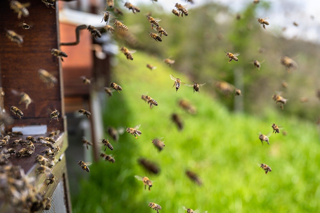 découvrez le monde fascinant des abeilles : leur écosystème, leur rôle vital dans la pollinisation et les menaces qui pèsent sur leur survie. apprenez comment ces insectes remarquables contribuent à la biodiversité et à la production alimentaire.