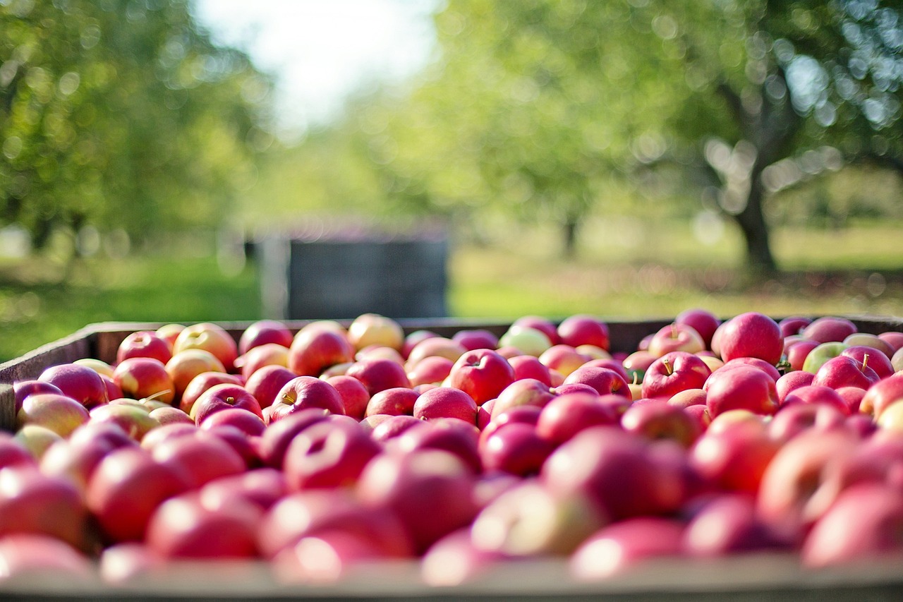 découvrez notre verger communautaire, un espace de partage et d'échange dédié à la culture des fruits. participez à des ateliers, créez des liens avec vos voisins et savourez les délices de la nature tout en protégeant l'environnement.