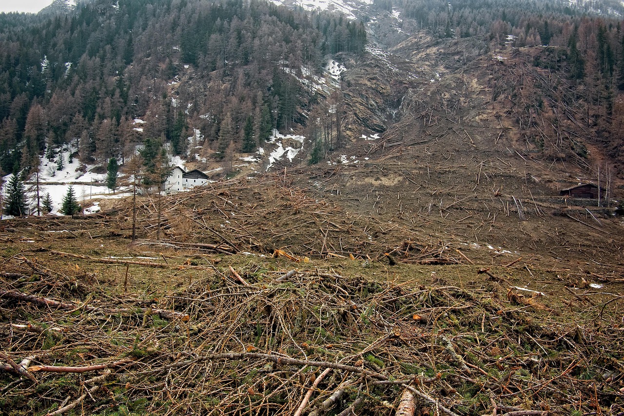 découvrez les enjeux de la déforestation, ses causes et ses conséquences sur l'environnement, la biodiversité et les communautés humaines. apprenez comment agir pour préserver nos forêts et contribuer à un avenir durable.