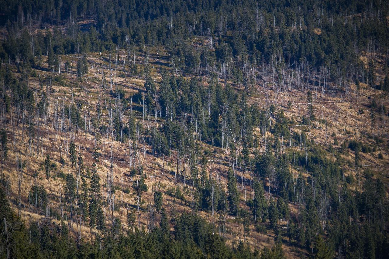 découvrez les enjeux de la déforestation : son impact environnemental, les conséquences sur la biodiversité et des solutions pour préserver nos forêts. informez-vous sur les actions à mener pour lutter contre ce phénomène alarmant.