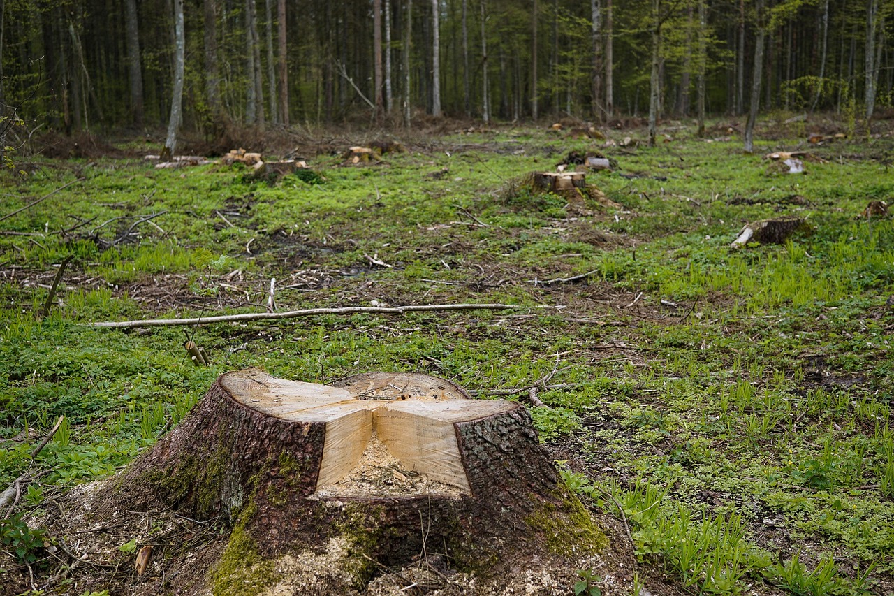 la déforestation est un processus qui entraîne la destruction des forêts, menaçant la biodiversité et contribuant au changement climatique. découvrez les causes, les impacts et les solutions pour préserver nos précieuses forêts.