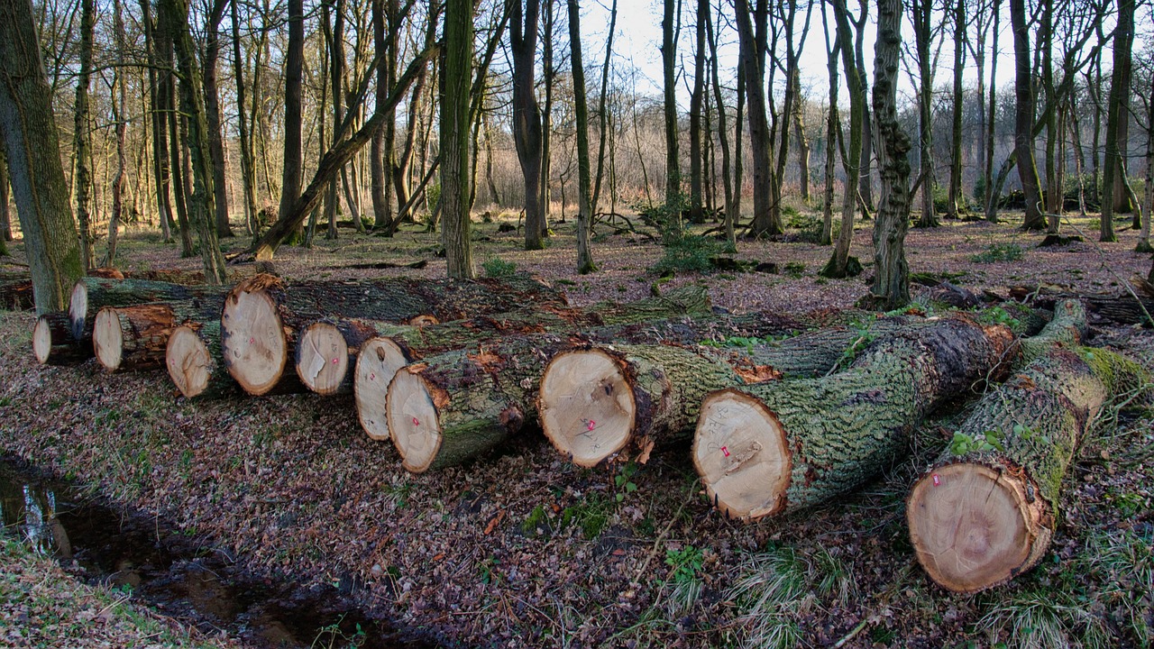 découvrez les enjeux de la déforestation : ses causes, ses conséquences sur l'environnement et les actions à entreprendre pour préserver nos forêts et la biodiversité. agissons ensemble pour un avenir durable.