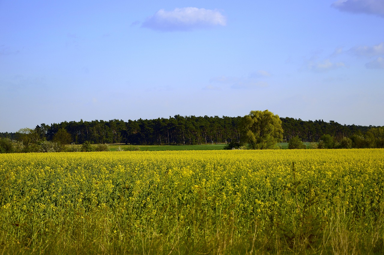 découvrez l'écologie, discipline essentielle pour comprendre les relations entre les organismes vivants et leur environnement. explorez les enjeux de la biodiversité, de la conservation des écosystèmes, et des actions pour un avenir durable.