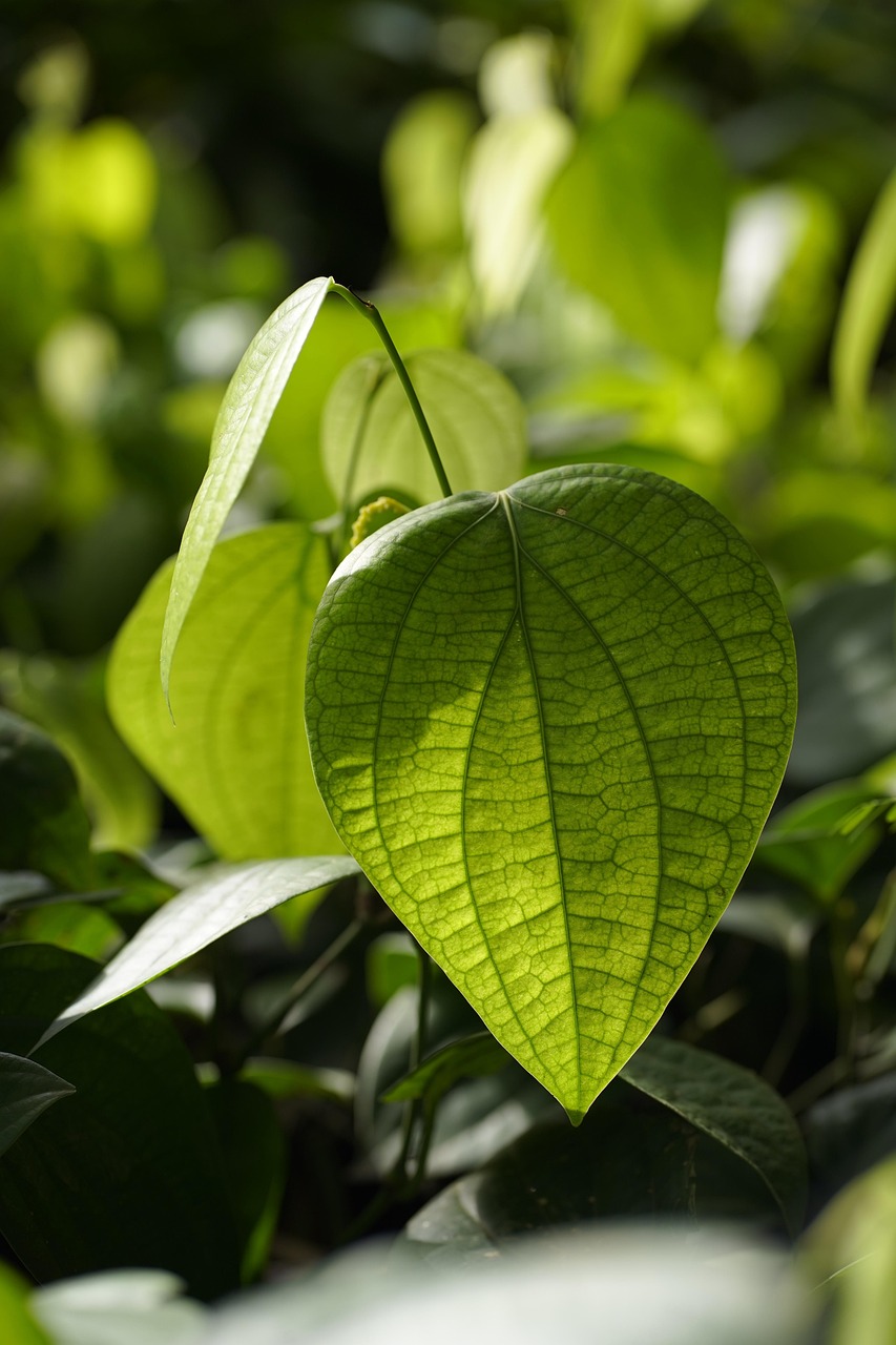 découvrez les bienfaits de la promotion de l'agriculture biologique. apprenez comment favoriser des pratiques durables qui préservent l'environnement, soutiennent la biodiversité et garantissent des aliments sains pour tous.