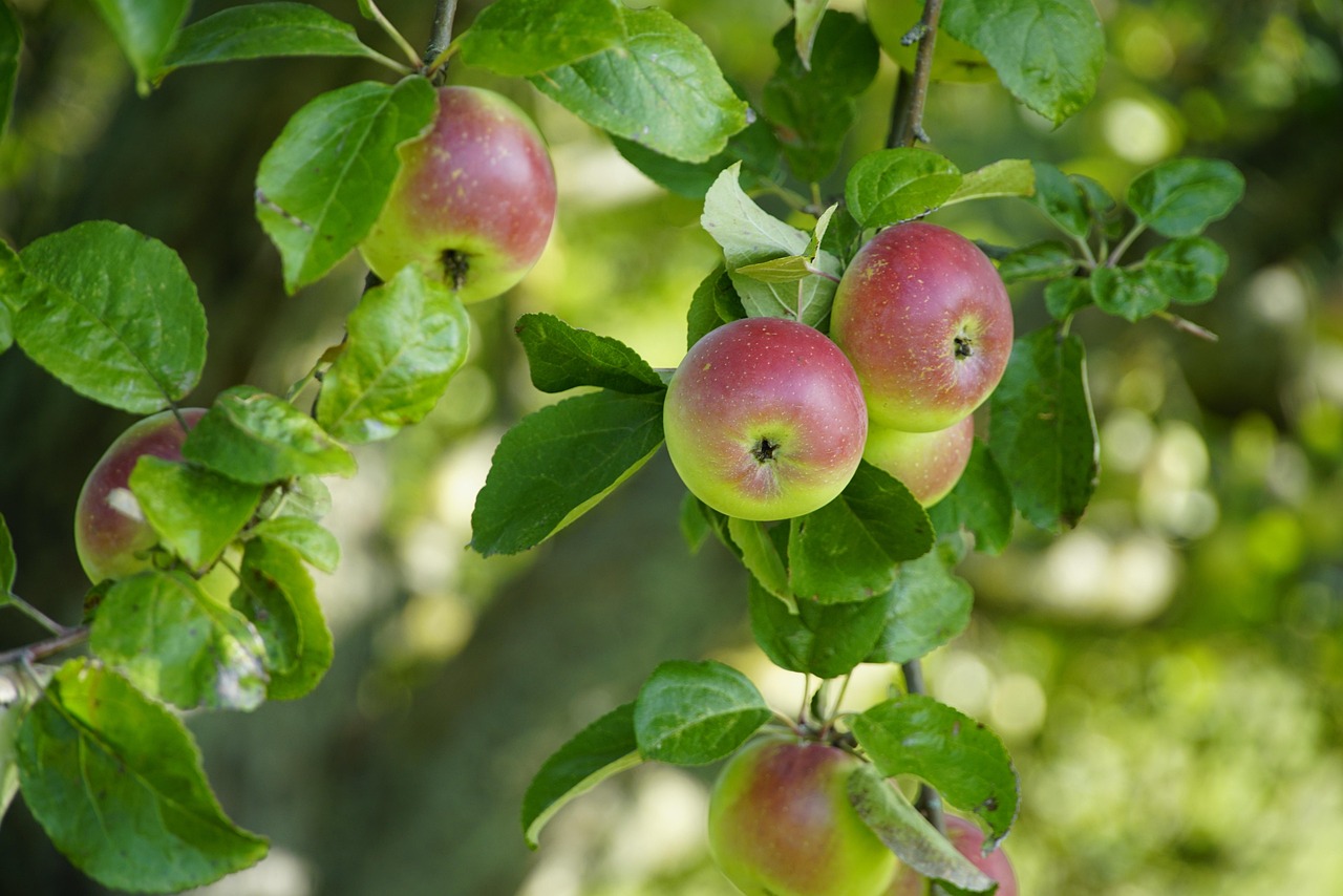 découvrez notre sélection de produits biologiques, respectueux de l'environnement et de votre santé. profitez d'une alimentation saine avec des articles de qualité, cultivés sans pesticides ni traitements chimiques.