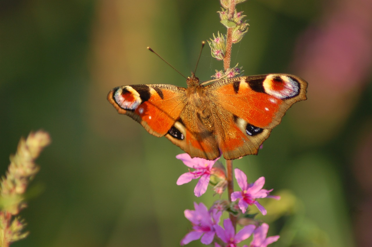 découvrez l'importance des pollinisateurs dans notre écosystème, leur rôle vital pour la pollinisation des plantes, et comment leur protection est essentielle pour préserver la biodiversité et garantir un avenir durable.