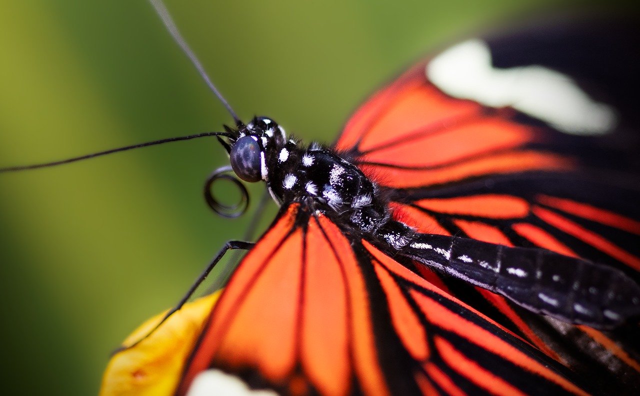 découvrez l'importance des pollinisateurs pour notre écosystème. apprenez comment ces précieux agents de la nature contribuent à la pollinisation des plantes, à la production alimentaire et à la biodiversité. protégez et préservez nos pollinisateurs pour un avenir durable.