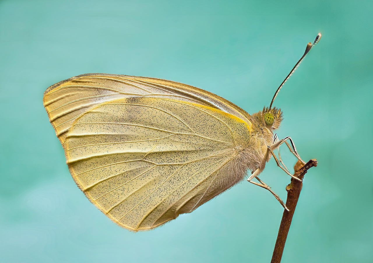 découvrez l'importance des pollinisateurs pour notre écosystème et notre agriculture. apprenez comment ces insectes et animaux contribuent à la biodiversité et à la production de nourriture, tout en explorant des méthodes pour les protéger efficacement.