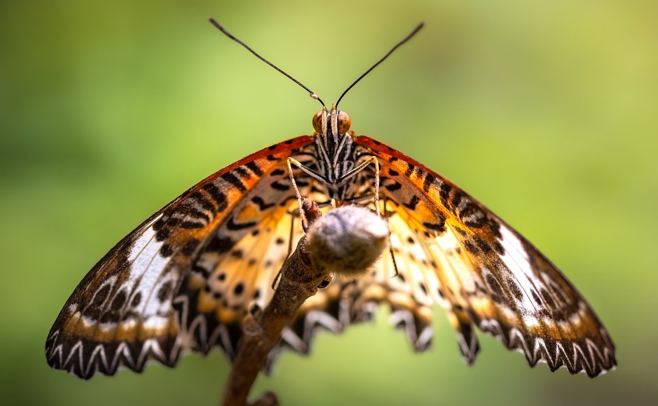 découvrez le monde fascinant des pollinisateurs, ces acteurs essentiels de la biodiversité. apprenez comment abeilles, papillons et autres insectes contribuent à la pollinisation des plantes et à la production de nourriture. protégeons ensemble ces précieux alliés de notre écosystème !