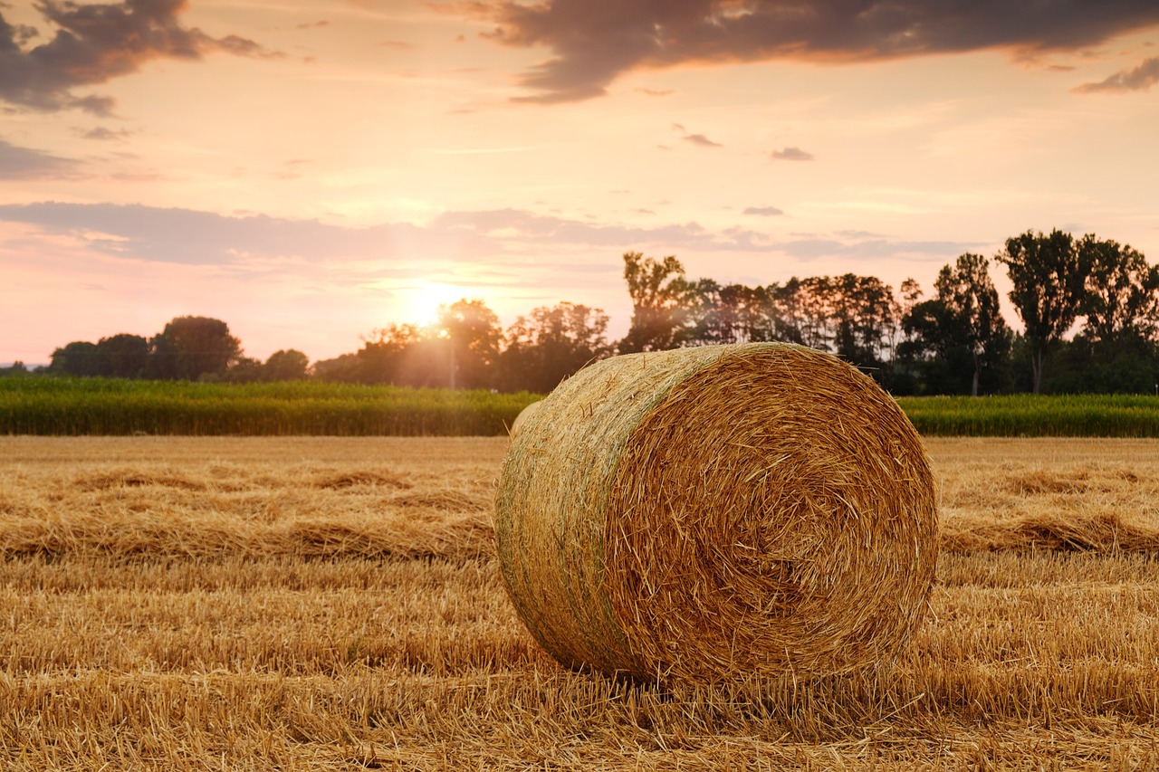 découvrez l'agriculture régénérative, une approche innovante et durable qui vise à revitaliser les sols, préserver la biodiversité et renforcer la résilience des écosystèmes tout en produisant des aliments sains. apprenez comment cette méthode contribue à une agriculture plus éthique et respectueuse de l'environnement.