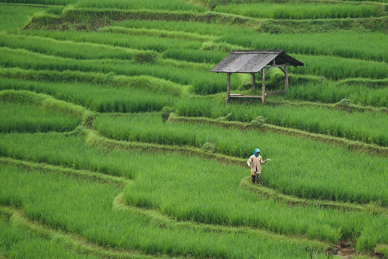 découvrez les pratiques de l'agriculture durable, harmonisant production alimentaire et préservation de l'environnement. explorez des techniques innovantes pour cultiver de manière responsable, réduire l'empreinte carbone et favoriser la biodiversité.