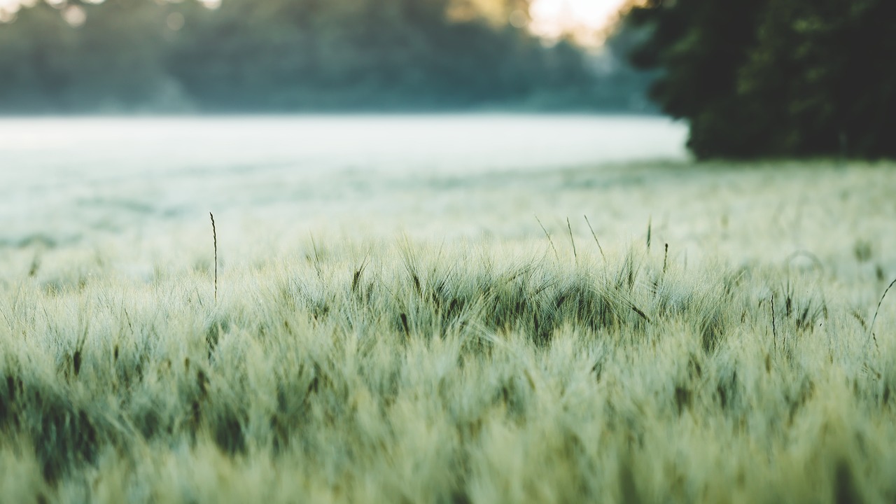 découvrez les avantages de l'agriculture urbaine : une pratique innovante qui transforme les villes en oasis de verdure. apprenez à cultiver des aliments frais et durables à proximité de chez vous, tout en contribuant à un environnement plus sain et à la biodiversité.