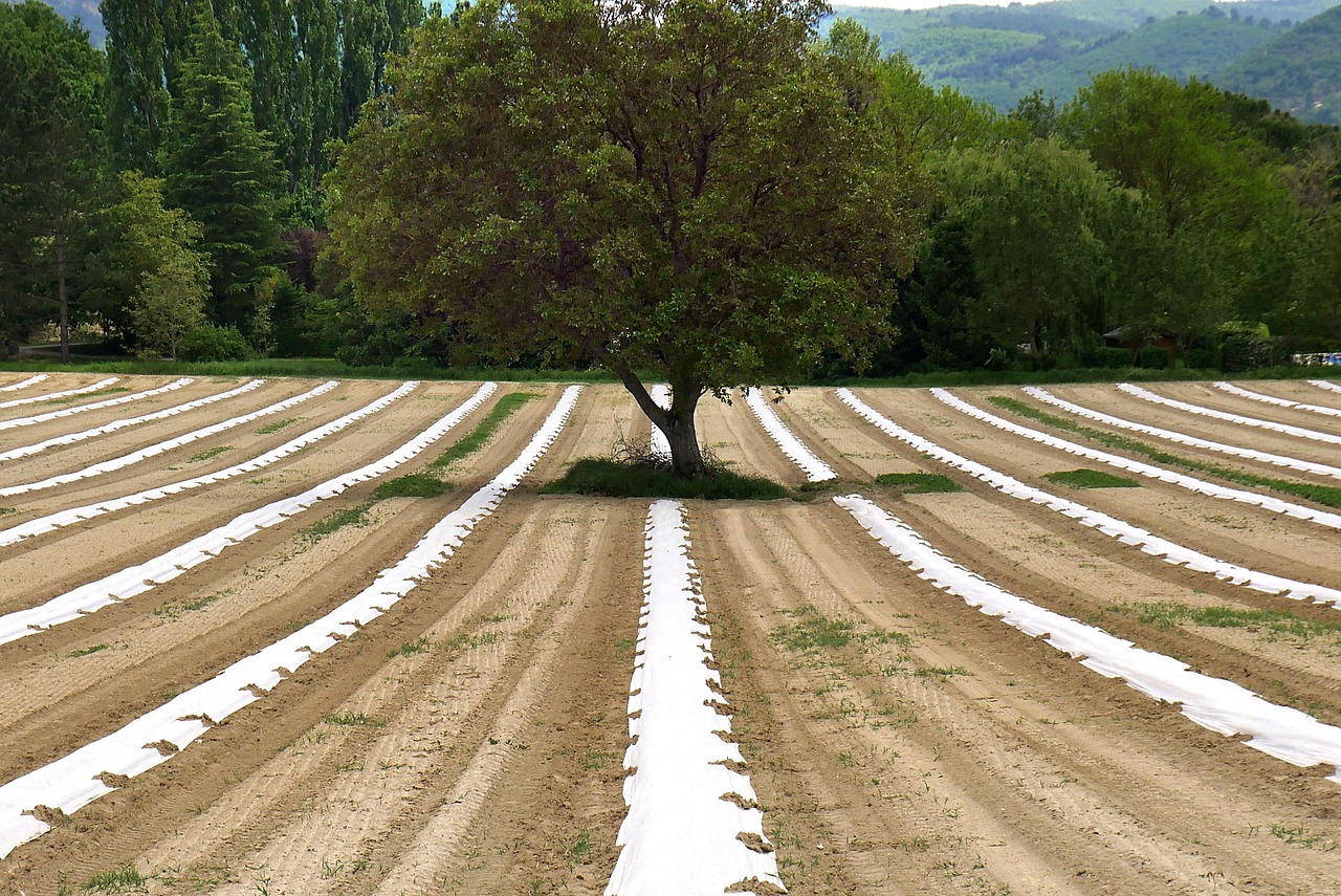 découvrez l'agroécologie, une approche durable de l'agriculture qui harmonise production alimentaire et préservation des écosystèmes. apprenez comment cette méthode favorise la biodiversité, réduit l'usage de produits chimiques et soutient les communautés rurales.