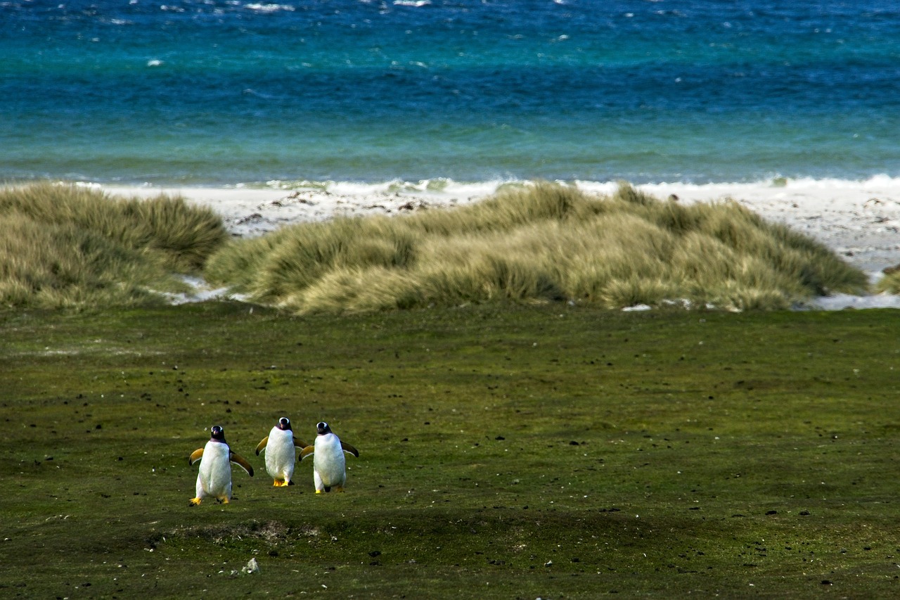 découvrez comment la transition vers des habitats écologiques transforme notre relation avec la nature. explorez les pratiques durables, les initiatives communautaires et les solutions innovantes pour préserver notre environnement tout en favorisant la biodiversité.