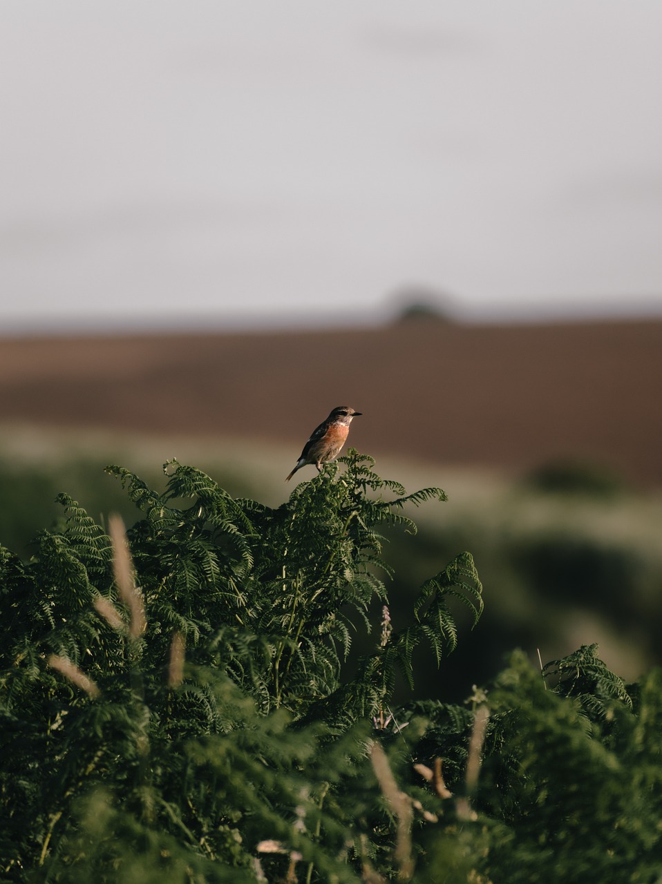 découvrez comment la transition vers des habitats écologiques transforme notre environnement. explorez des solutions durables, des initiatives locales et des pratiques innovantes qui favorisent la biodiversité et réduisent notre empreinte écologique.