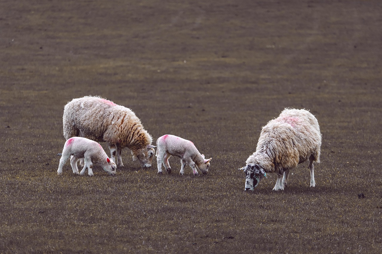 découvrez l'importance de la protection de l'environnement, des écosystèmes fragiles aux actions durables que nous pouvons entreprendre ensemble. engagez-vous pour un avenir meilleur et plus vert.