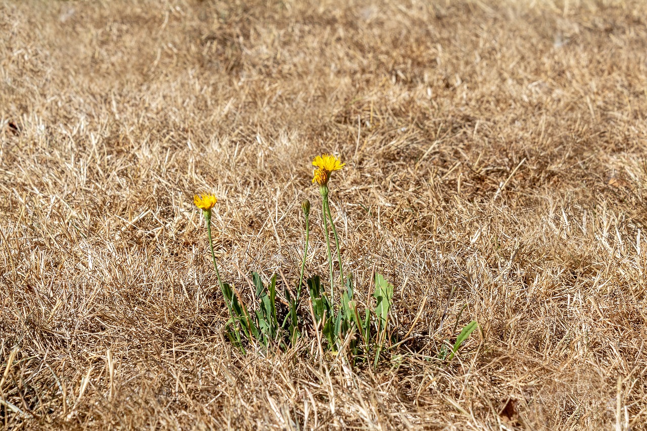 découvrez tout sur les vagues de chaleur : origines, impacts sur la santé, conseils pour se protéger et les effets sur l'environnement. préparez-vous à affronter les températures élevées avec nos recommandations utiles.