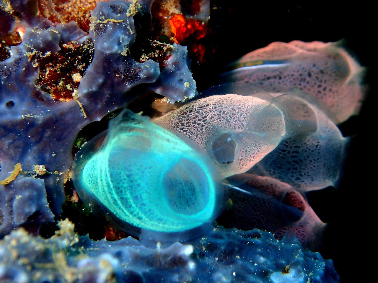 découvrez l'incroyable diversité des écosystèmes marins, où la vie marine prospère entre coraux colorés, forêts de kelp et profondeurs mystérieuses. explorez l'importance de ces habitats pour notre planète et comment préserver leur beauté et leur biodiversité.