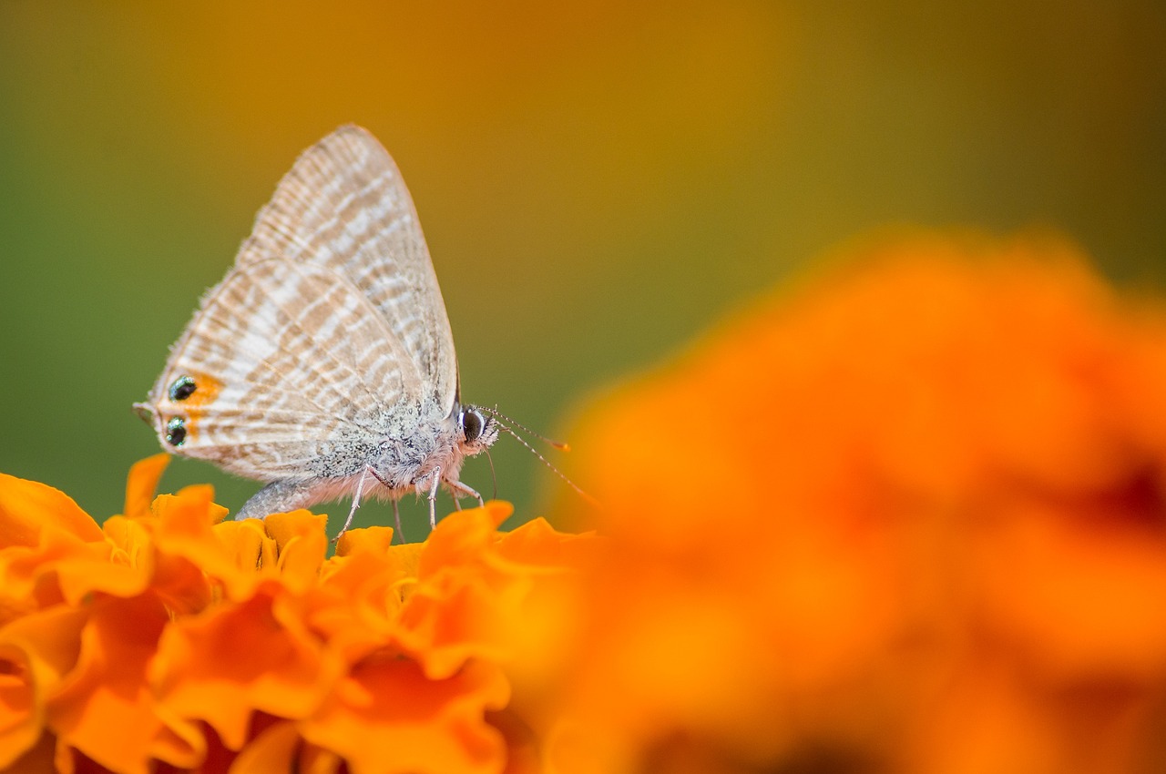 découvrez comment adopter un mode de vie durable et respectueux de l'environnement. apprenez des astuces pratiques pour réduire votre empreinte écologique tout en vivant harmonieusement avec la nature.