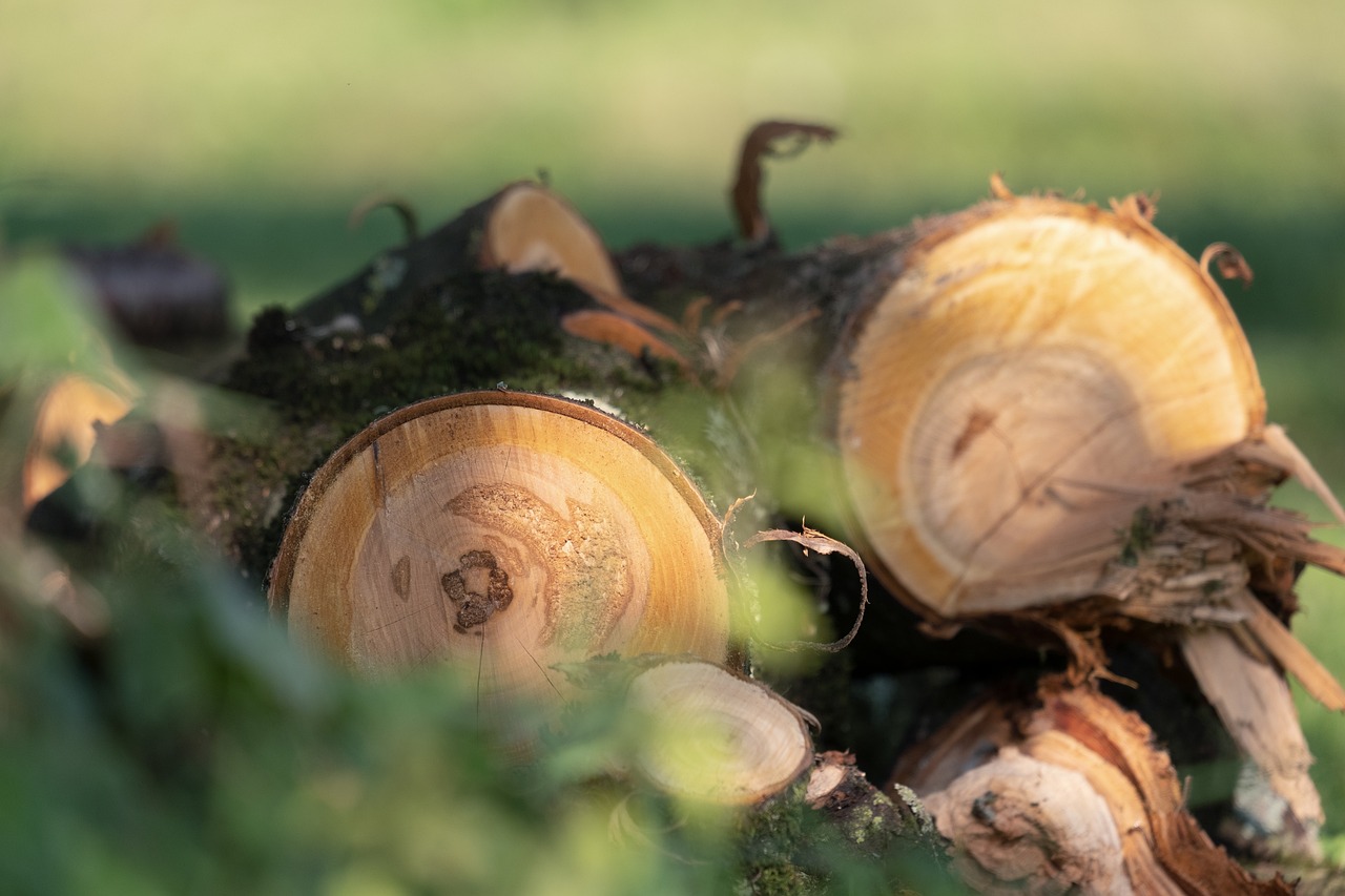 découvrez les enjeux de la déforestation, ses causes et ses conséquences sur l'environnement et la biodiversité. informez-vous sur les actions à entreprendre pour préserver nos forêts et lutter contre le changement climatique.